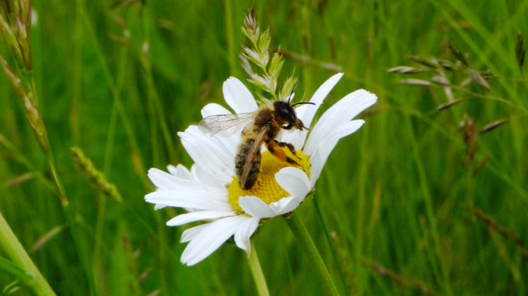LEAF_Farming's tweet photo. Come join our fabulous team! We're recruiting for a Technical Assistant. If you're interested in #SustainableAg #Environment #KnowledgeExcchange then we want to hear from you. 🚜🥕🐝🌍🥦
Closing date: 8th Jan 2021. 
👉https://t.co/Oc5UhsG6yC https://t.co/bMVg6kZs4p