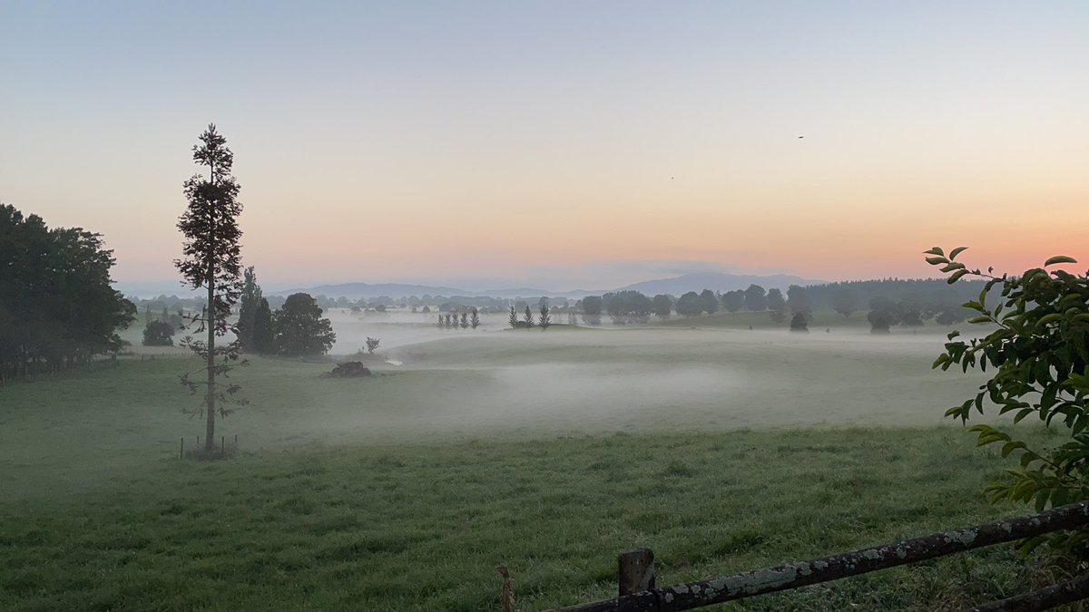 leightsnz's tweet photo. Beaut of a summers morning on the in-laws dairy farm. The ole ladies heading back down the farm race from milking #dairyfarming @figured https://t.co/o7WaduYFXz