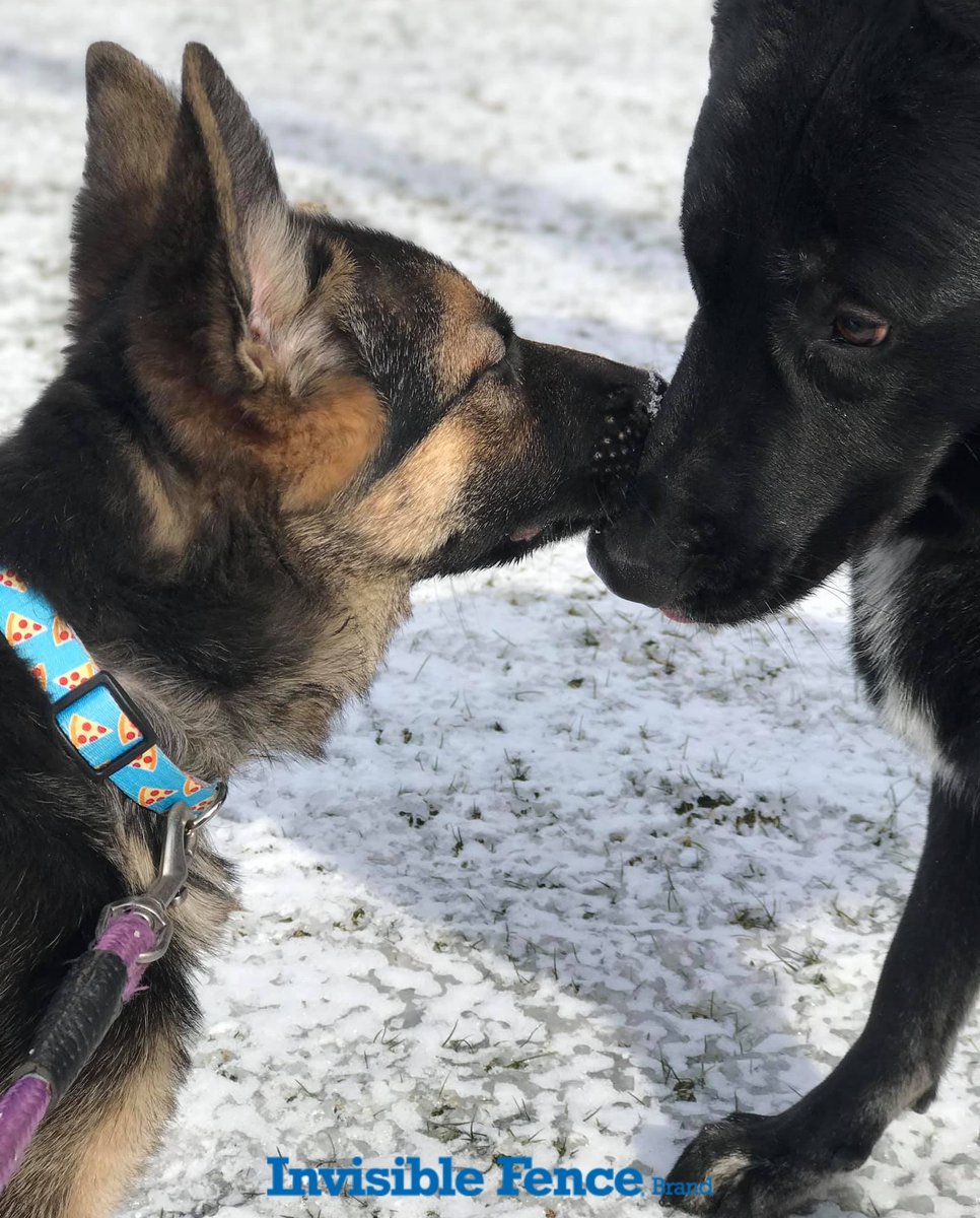 InvisibleByFF's tweet photo. Do your dogs LOVE the snow like mine do? Post a pic of your pet enjoying today's winter wonderland! ❄️#Winter #Snow #SnowDay  #InvisibleFencebyForeverFence #NJFence #NJPets #PetSafety #BackyardSolutions #TheGoalGroupofNJ #VeteranOwnedBusiness https://t.co/3LAH2RdhSM