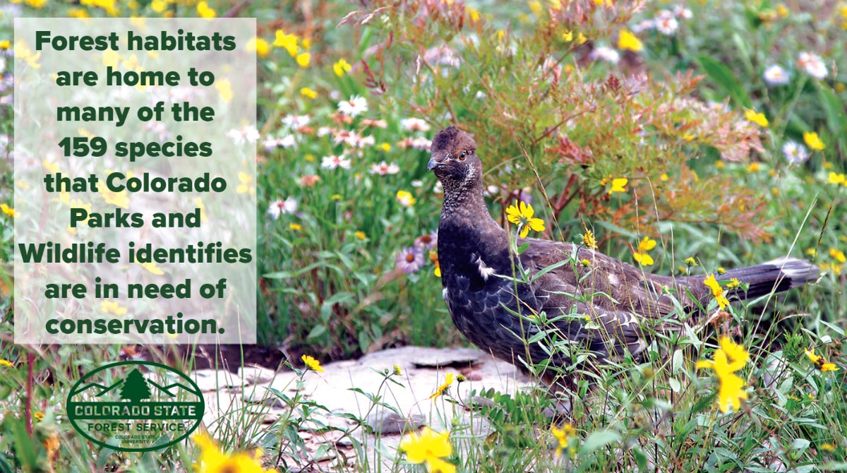 CSFS_Outreach's tweet image. Maintaining unfragmented forested habitat is essential.   Animals follow safe migration paths - usually through unpopulated &amp;amp; connected forests - for cover, safety &amp;amp; food. Destroying connected patches of forest is detrimental to wildlife. #TreeEducation #ForestHealth #CPW