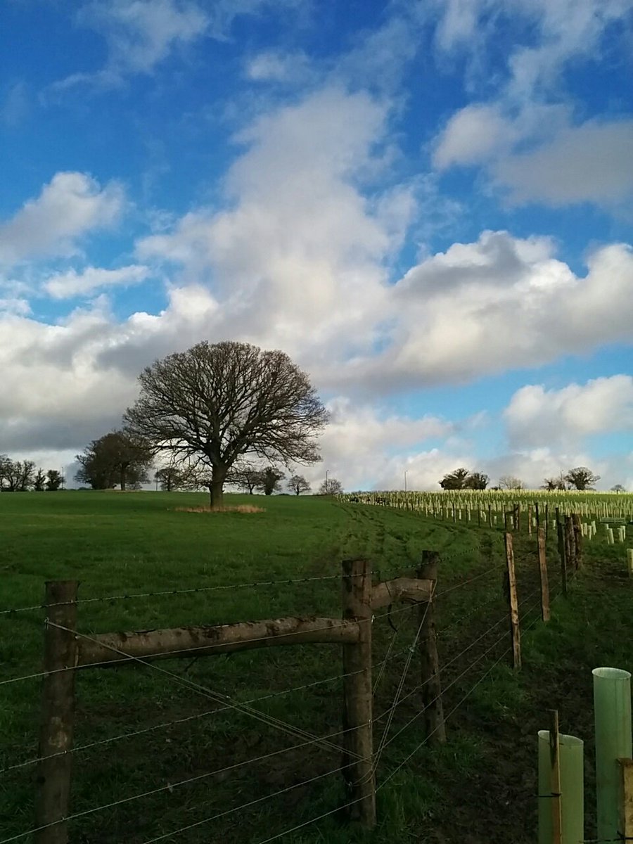 AlisonJArcher's tweet photo. More #tree-planting with the @Thames21 team today, who walk the walk. Teamwork outside helps #wellbeing as well as the environment! #GetOutside #employeewellbeing #CovidSafe #TreesForRivers  Book  now for a great start to 2020  https://t.co/AegVqKJVcN. https://t.co/IYfJNtoqCs