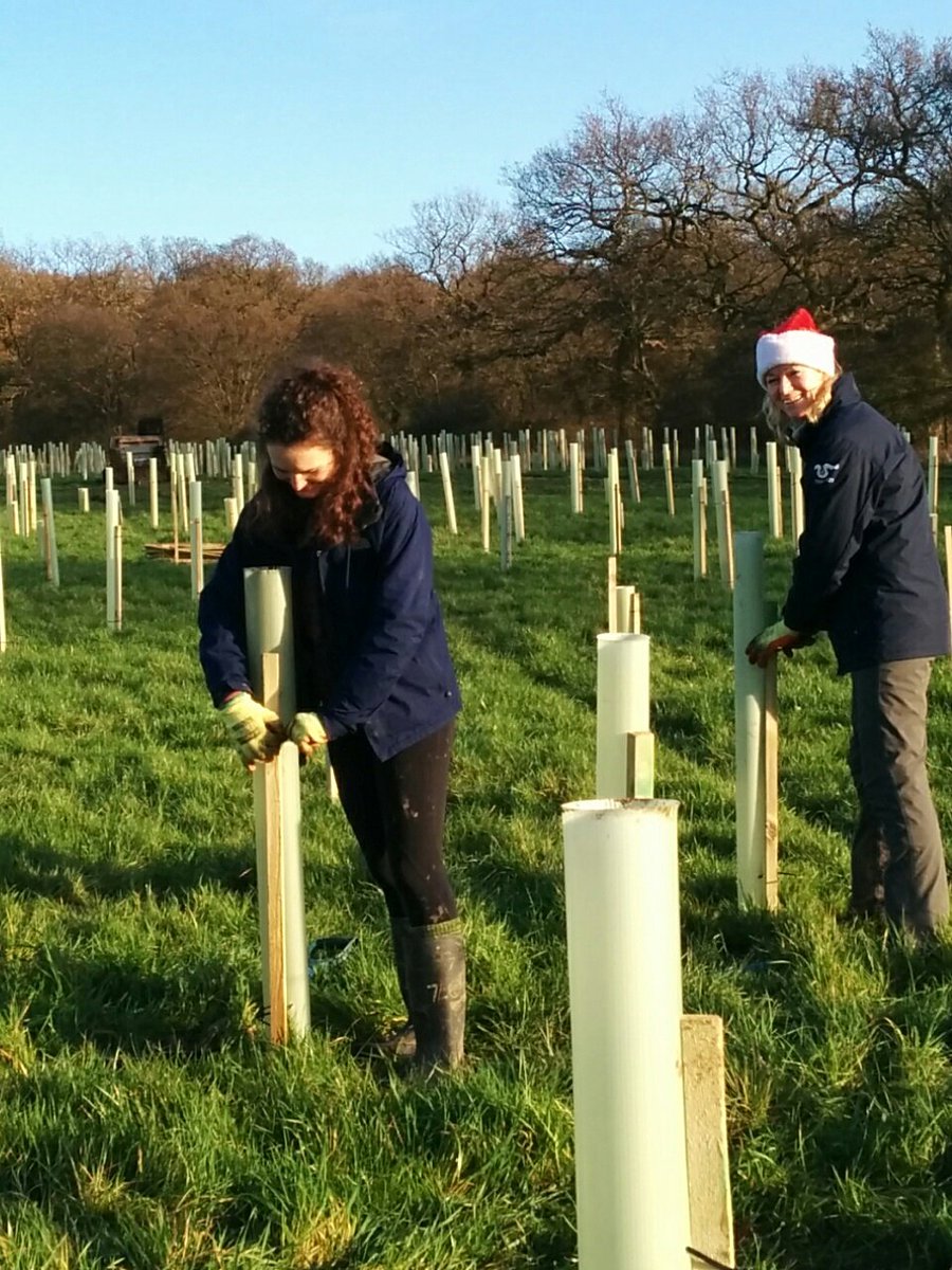 AlisonJArcher's tweet photo. More #tree-planting with the @Thames21 team today, who walk the walk. Teamwork outside helps #wellbeing as well as the environment! #GetOutside #employeewellbeing #CovidSafe #TreesForRivers  Book  now for a great start to 2020  https://t.co/AegVqKJVcN. https://t.co/IYfJNtoqCs