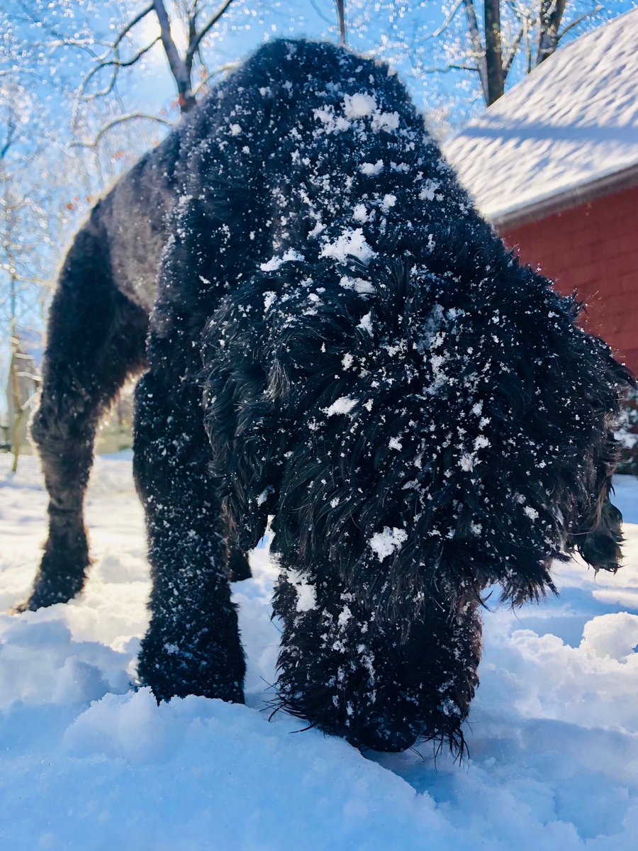 Prof_Van_Stan's tweet photo. #Doodle celebrating a successful session with a feast of (unintercepted) #snow ๐ค #AGU2020 #AGUpets #dog Thanks everyone!! https://t.co/V2RCVLzJkt