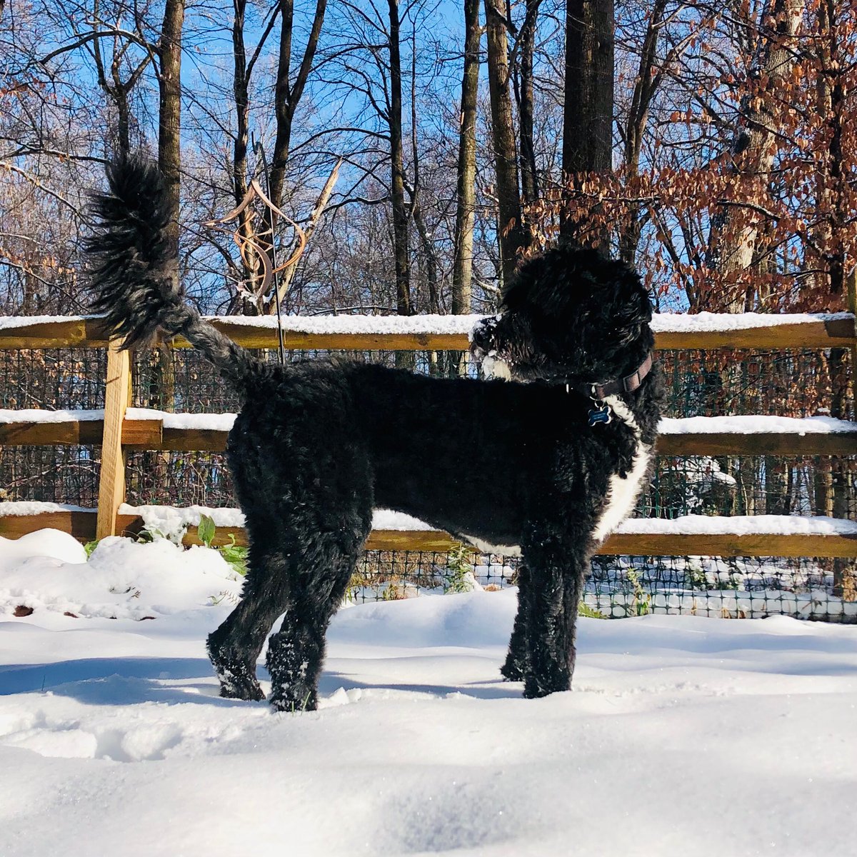 Prof_Van_Stan's tweet photo. #Doodle celebrating a successful session with a feast of (unintercepted) #snow ๐ค #AGU2020 #AGUpets #dog Thanks everyone!! https://t.co/V2RCVLzJkt