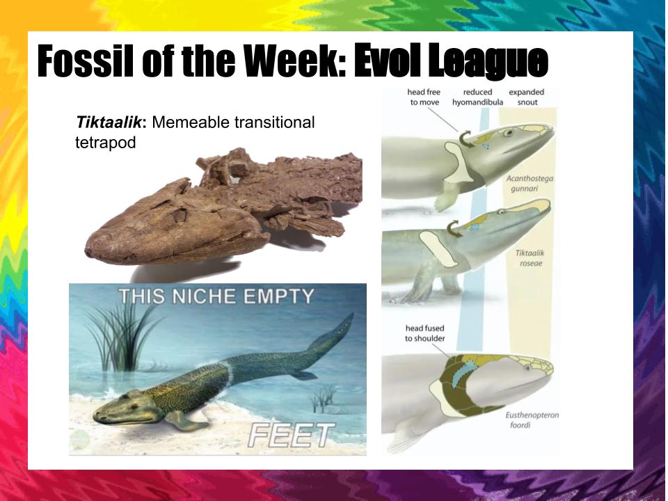 FossiloftheWeek's tweet photo. Its the GRAND FINAL!
Who will be crowned best fossils of all time? Decision Time!
The champion of the geological important league, TRILOBITES, faces the champion of the evolutionary interesting league, TIKTAALIK. https://t.co/PYmORjv2Nv