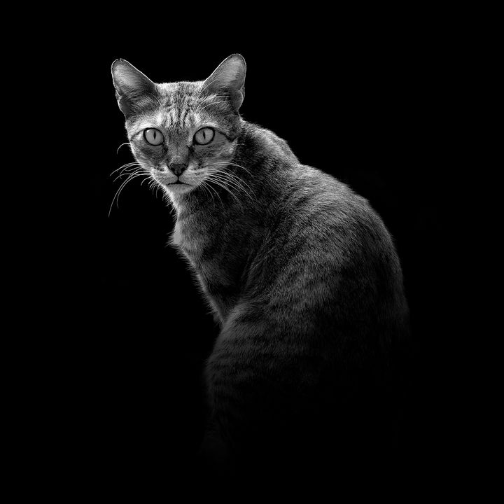 Worthycanvas's tweet photo. Featured Art of the Day: "The Cat". Buy it at: https://t.co/JaqX3OlgSh https://t.co/buVqMiBmHl