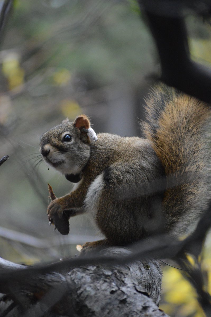 This is likely because males with familiar neighbors have more energetic resources due to either...1) reduced pilferage of food stores or2) reduced time spent on territory defense... in familiar neighborhoods. (15/22)