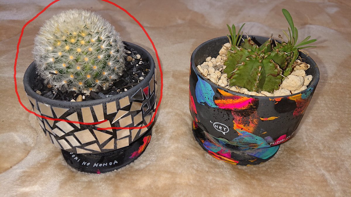 Memirhythm's tweet photo. 昨日新しい家族となった左側のサボテン🌵お名前教えて下さい‼️
ふわふわ丸い白い子✨ https://t.co/2IjR1QolUO