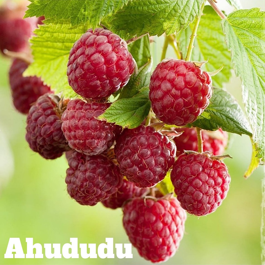 Ahududu, Kırışıkları Azaltır, Zayıflamayı Kolaylaştırır, Yaşa bağlı sarı nokta hastalığını önler, Enfeksiyonları ve Kanseri Önler, Genel Sağlığı Artırır, Doğurganlığı Artırır, Bağışıklık Sistemini Güçlendirir, Ruhsal Durumu ve Hafızayı Güçlendirir. 
#ahududu #bağışıklıksistemi