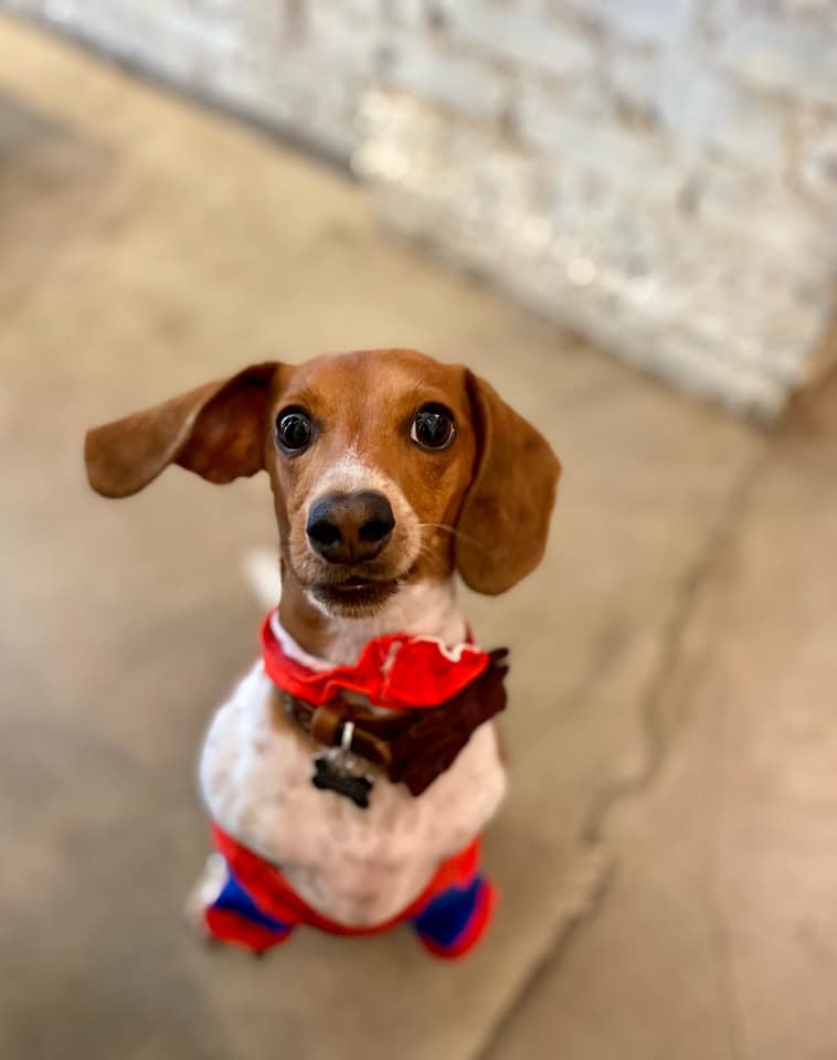 madihoweth's tweet photo. @budweiserusa @dog_rates #Pupweiser Murphy is over 21+ in dog years ;) and would love to be featured on a festive can of Budweiser! Happy Howlidays!! https://t.co/nGPC4WcF9i