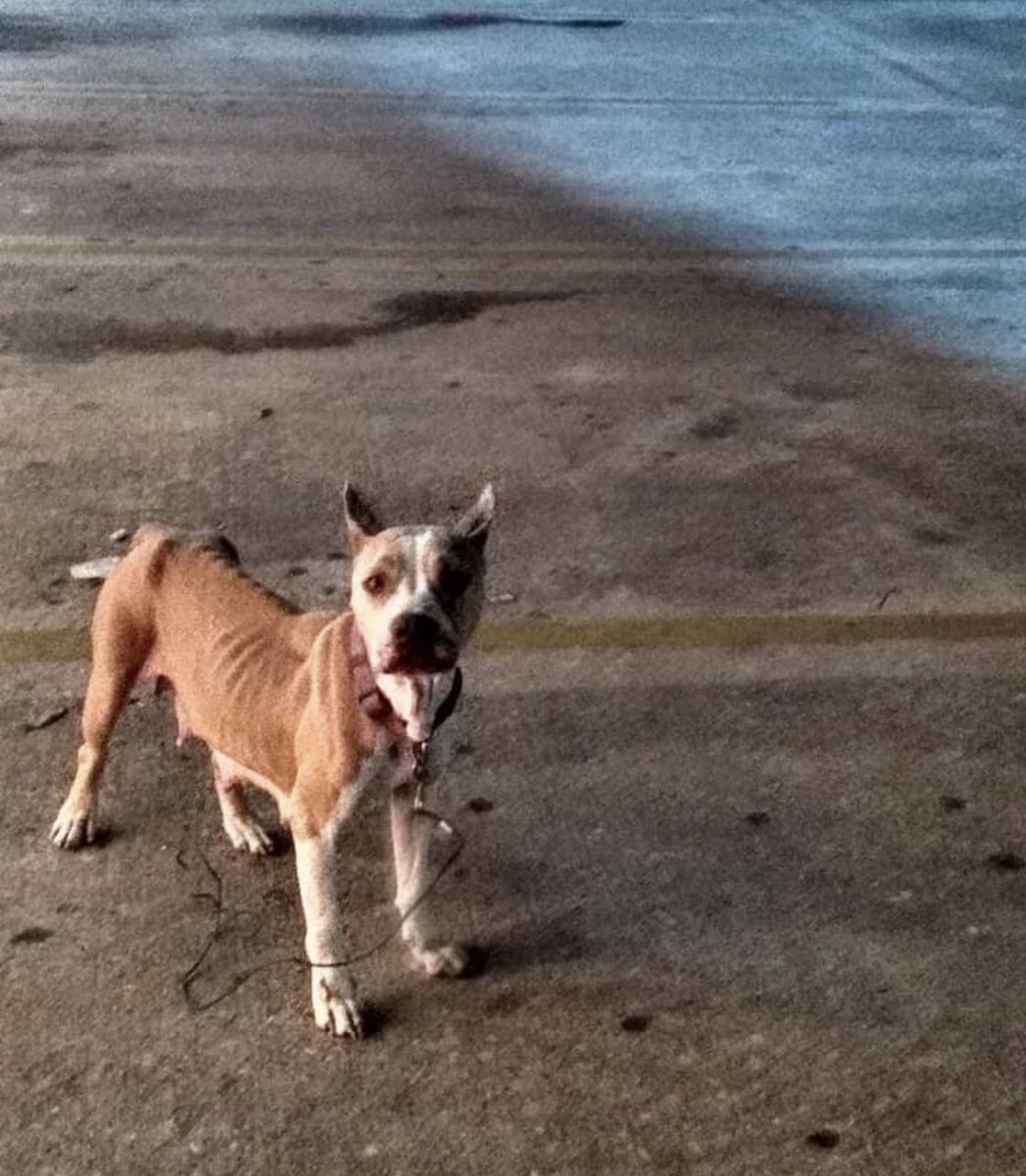 thearrc_nlb's tweet photo. Mama Drama &amp; her babies were saved off the Houston streets! Please consider donating towards their care!

Venmo: @Laurenatthearrc 
https://t.co/dWOEcC406x https://t.co/v1dRoJc1bQ