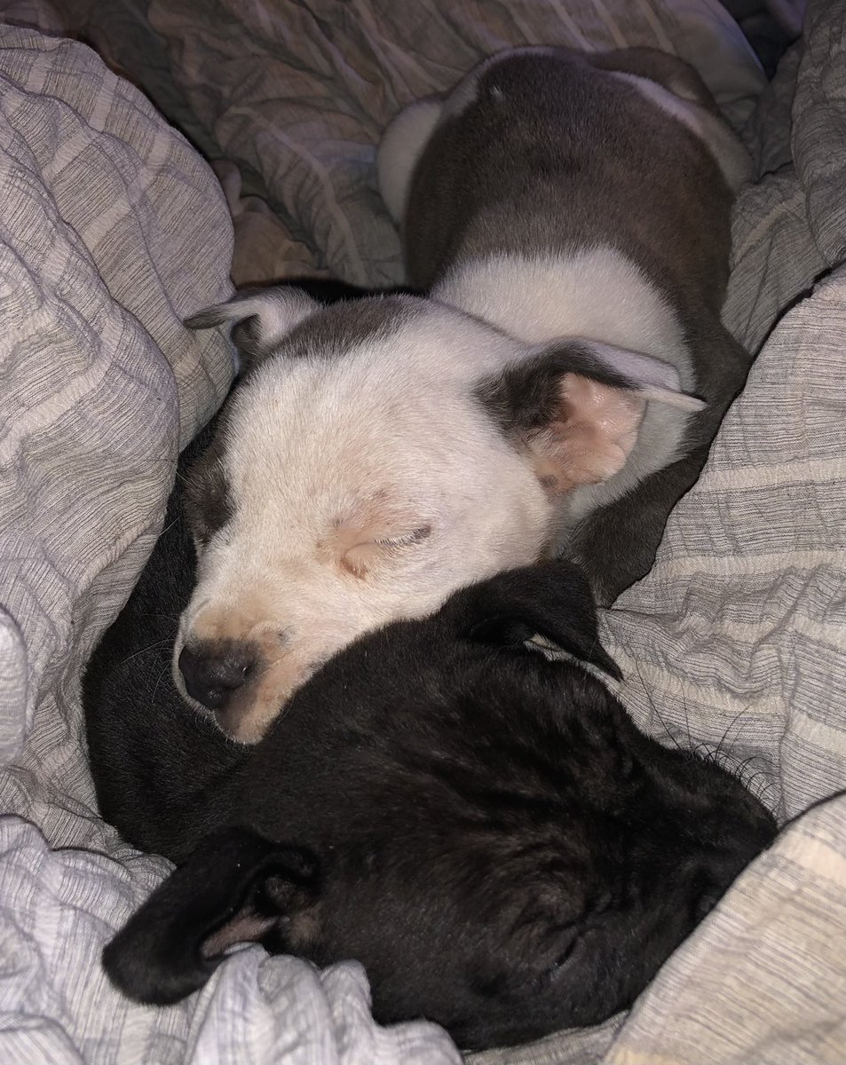 thearrc_nlb's tweet photo. Mama Drama &amp; her babies were saved off the Houston streets! Please consider donating towards their care!

Venmo: @Laurenatthearrc 
https://t.co/dWOEcC406x https://t.co/v1dRoJc1bQ