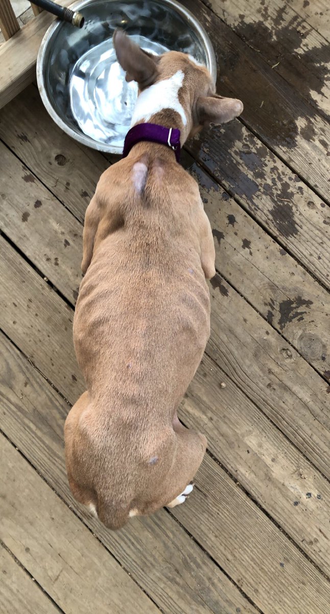 thearrc_nlb's tweet photo. Mama Drama &amp; her babies were saved off the Houston streets! Please consider donating towards their care!

Venmo: @Laurenatthearrc 
https://t.co/dWOEcC406x https://t.co/v1dRoJc1bQ