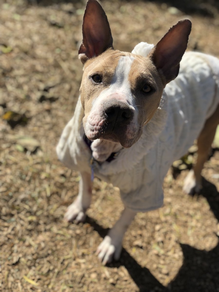 Mama Drama &amp; her babies were saved off the Houston streets! Please consider donating towards their care!

Venmo: @Laurenatthearrc 
paypal.me/thearrc