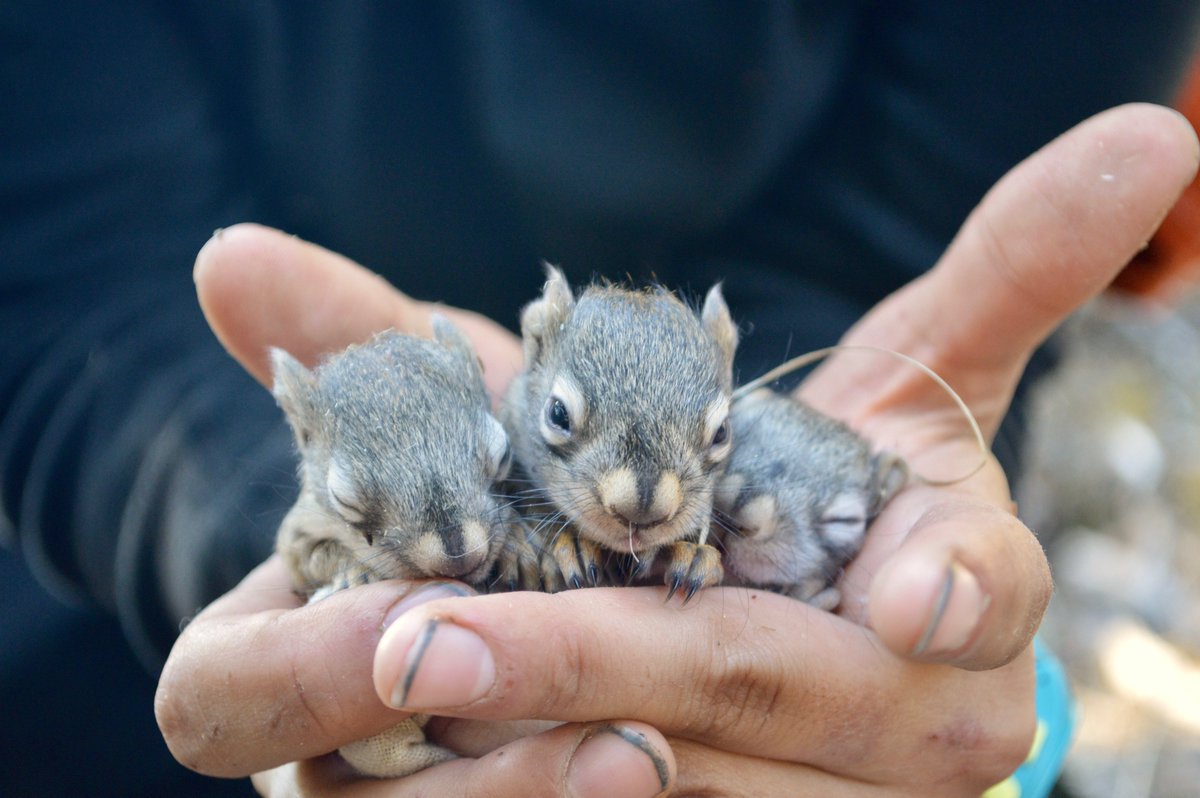 3) The key to anti-aging?Our results indicate that maintaining social relationships into later life might help buffer squirrels from age-related declines in fitness and therefore have the potential to affect the evolution of senescence. (18/22)