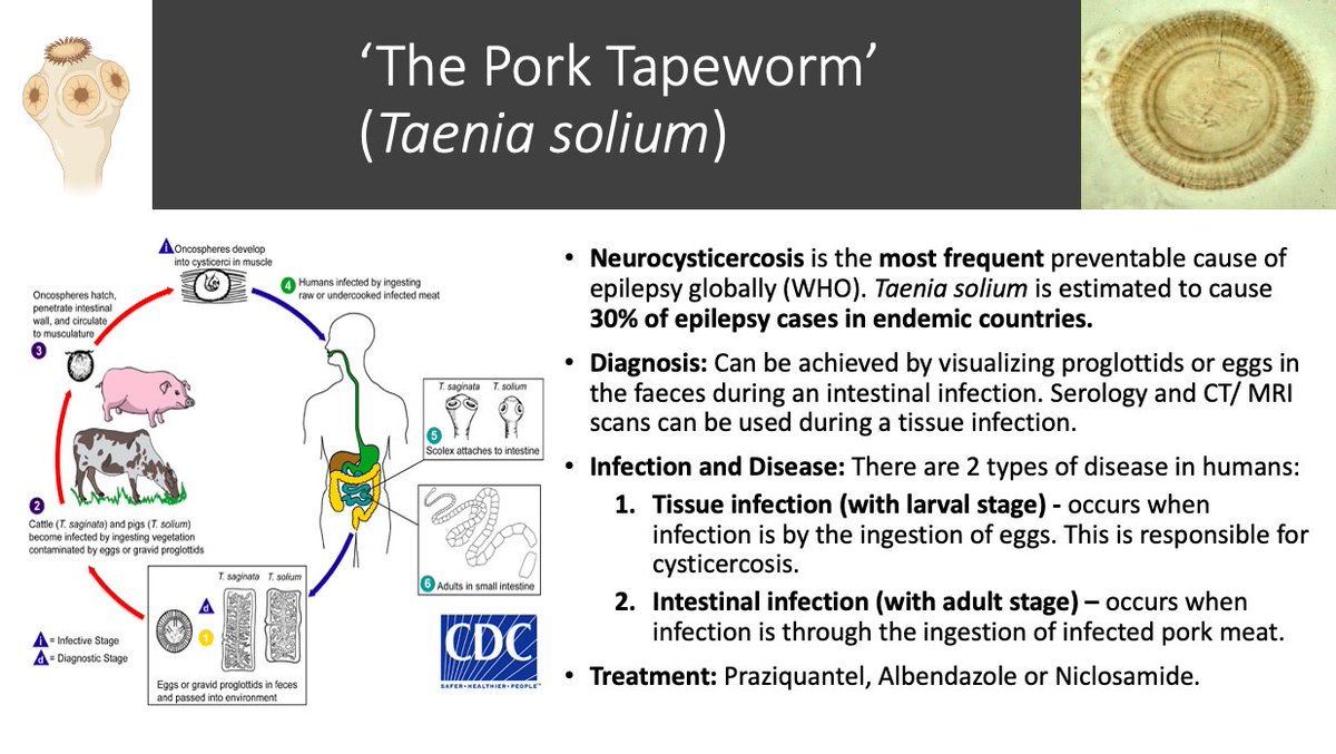 Shannan_tropmed's tweet photo. On the Fifth day of Christmas I give to you Taenia solium. #12WormsofChristmas #Taenia #Tapeworm https://t.co/EG97FOqaGQ