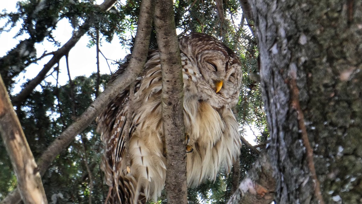 Manhattan Bird Alert tweet media