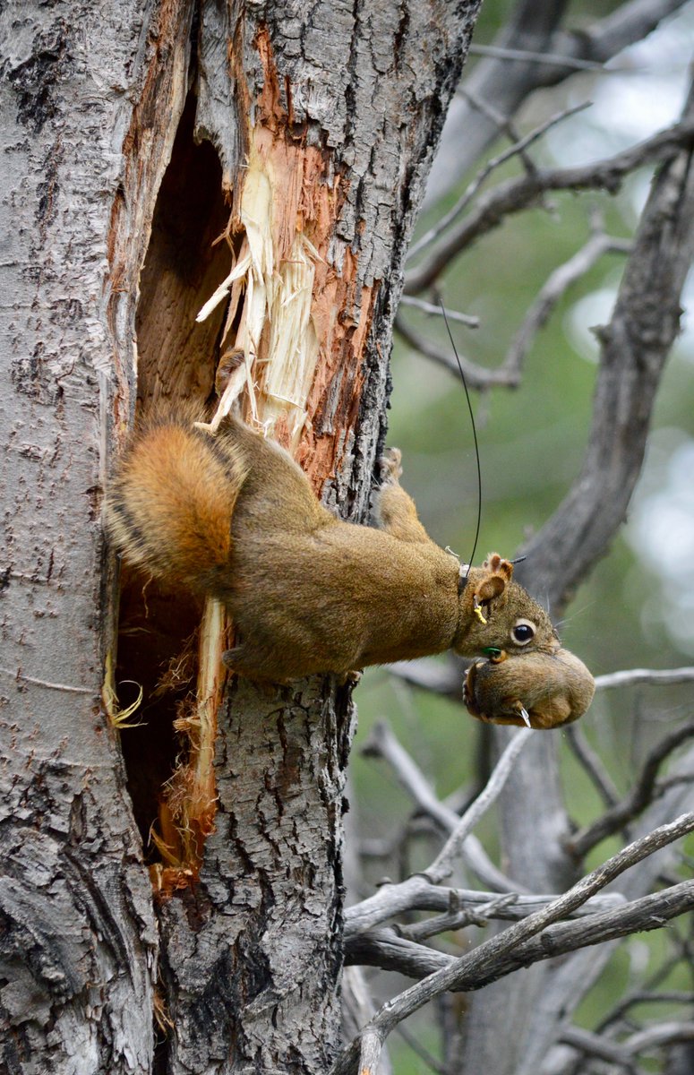 Finally, a big thank you to our funding sources including  @NSERC_CRSNG,  @NSF,  @Mammalogists,  @ArcticSynthesis and  @UMich. (22/22)