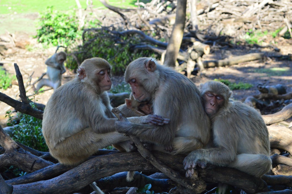 This question of how social relationships affect the aging process is a question of key interest (including in humans!) and is one I'm continuing to explore in rhesus macaques as a postdoc with  @ljnbrent at  @CrabExeter.(19/22)