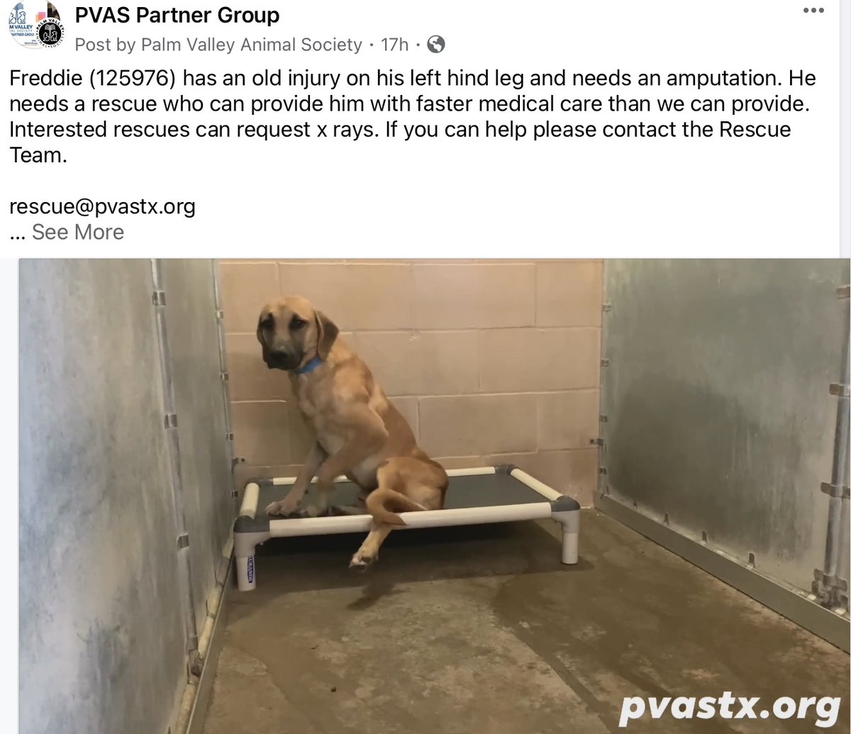 LibertysDream1's tweet image. 💔😭Freddie needs an amputation and a tag yesterday! In constant pain &amp;amp; his knuckles are forever bleeding because it drags under when he walks. Humans suck. Sorry for my language but this is ridiculous! He‘s at PVAS, if anyone wants to pledge, please tag @SandraK93322487