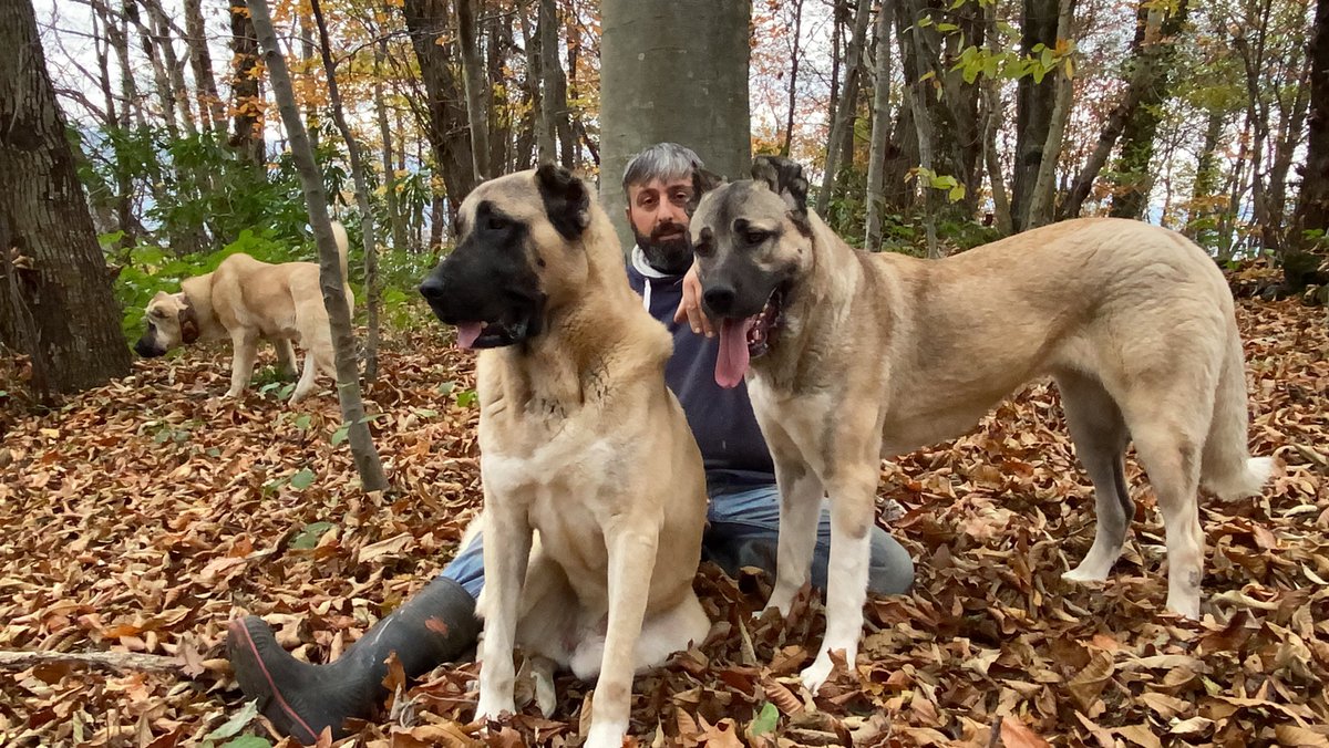 Bizim hayvanlarımızın barınağa düşmesine sebep olan yaratıkla kim işbirliği içindeyse hangi daire başkanı hangi müdür devletin kurumlarında görevli olup bu kadına çanak tutan kim varsa ortaya çıkacak.
#recepbayraktar