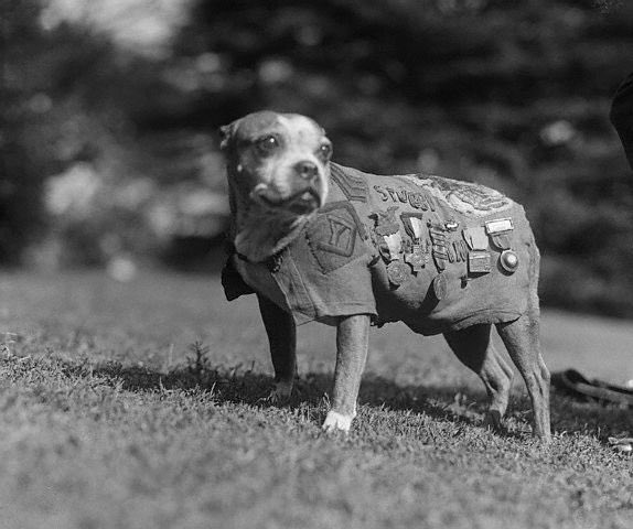 emisconfused96's tweet photo. @Dr_Magnifico @YMOPodcast @StubbyMovie From what I’m gathering - Sgt. Stubby is my hero. Based on this photo alone I think he is the GOODEST of boys. Thanks for bringing this story to my attention so I get way too attached to it. 🌸 https://t.co/EFjHtf8YYo