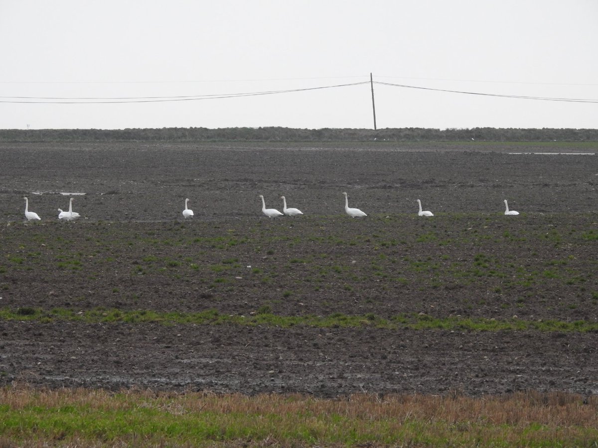 The 'Croes-goch Nine' still about in their usual field. @PembsBirds #whooperswans