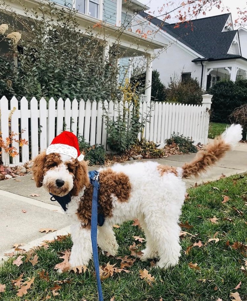 Someone is ready for Santa to come! 🎅 

📸 : <a href="/ralph/">probably not the right @ralph 🤔</a>.theminigoldendoodle

#westhaventn #franklintn