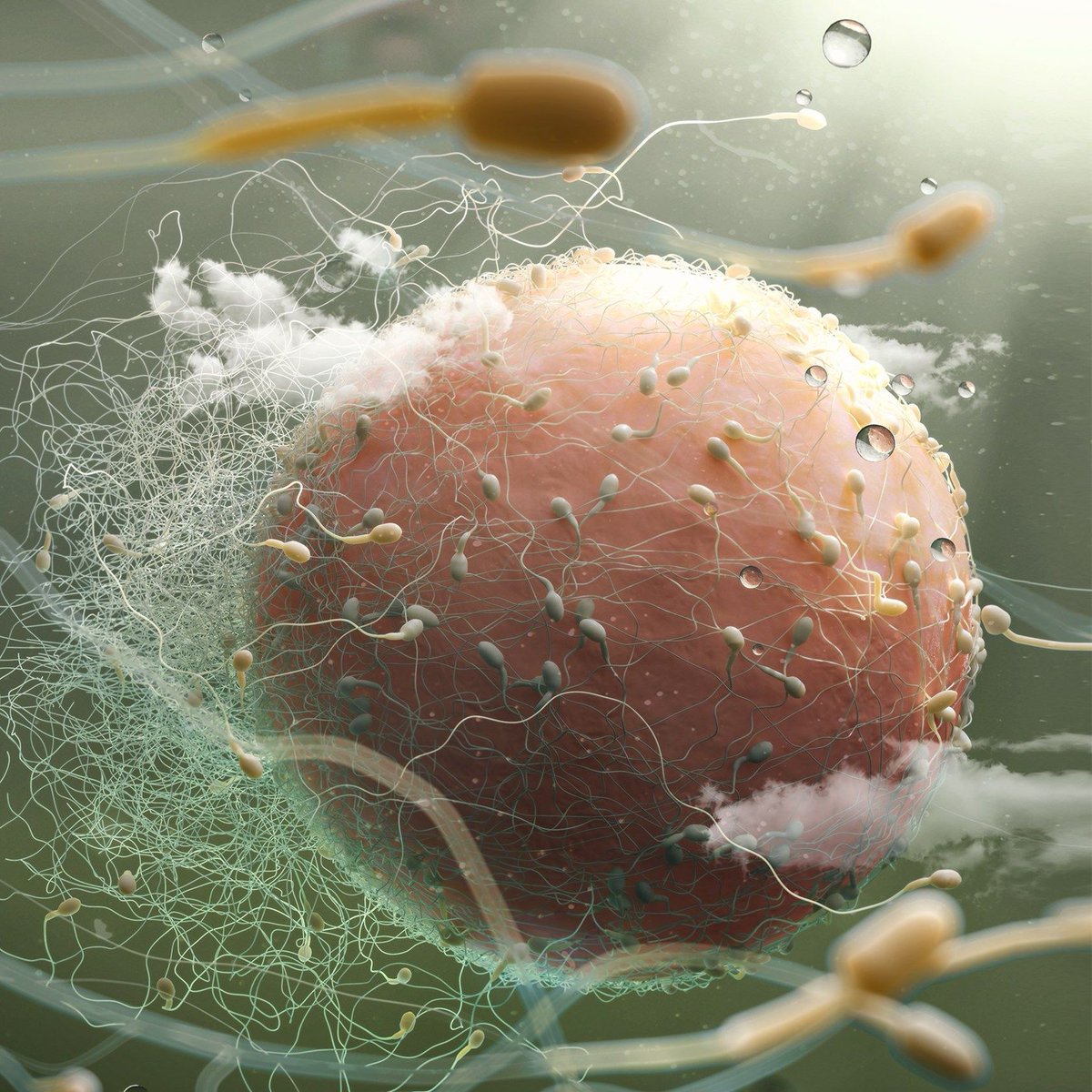 Medillustrates's tweet photo. *Sperm and Egg* by @3FXinc
View more: https://t.co/BzjPXLDGUR
-
#3fx #3fxanimation #repoduction #sperm #egg #color #advertising #marketing #mechanismofaction #moa #medical #illustration #medicalillustration #scientificillustration #medicalillustrator #3D #sciart #generalmedicine https://t.co/qh3Q9HZ79x