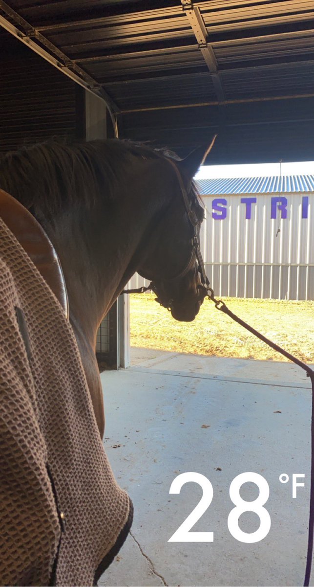 LMFiorentino's tweet photo. Was a chilly start to this one... 🐸❄️ #NoMatterWhat #GoFrogs #tcueq #tcuweq #fightemontheice @TCUWEquestrian https://t.co/YsXgLQsvT8
