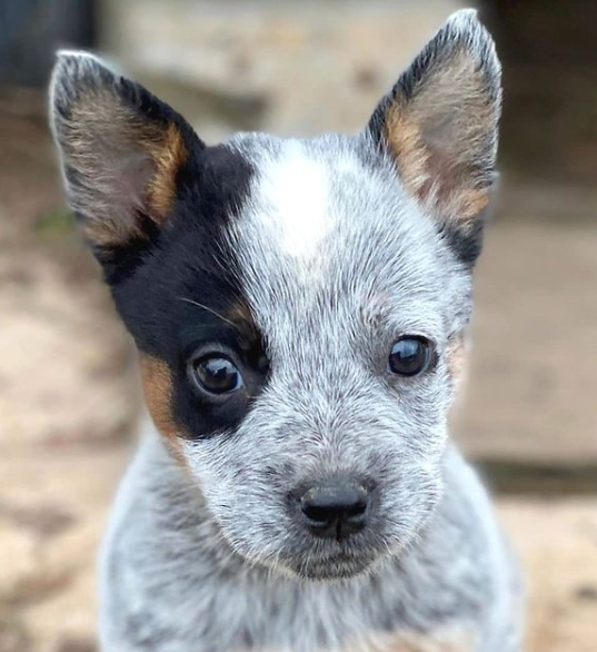 heelersbot tweet media