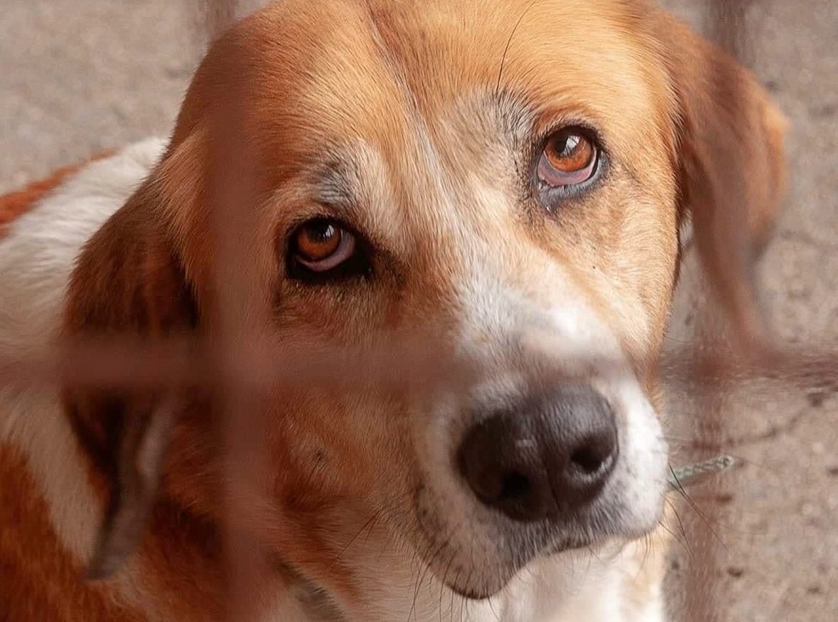 SosAbuelos1's tweet image. #LINDA (9 AÑITOS) ORENSE
Soy de tamaño grande, por ello mis posibilidades de encontrar familia se reducen casi a ninguna😔... 
Tendré que ver pasar mi vida tras estas rejas... a no ser... que tu quizás, me quieras dar un hogar. 

progapeourense@hotmail.com.