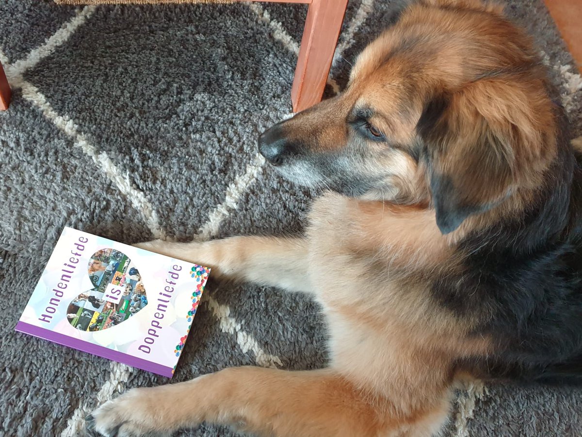klazienwiltjer's tweet photo. Met dank aan #wiabuze die aan Lio #buddyhond #ptss #KNGFGELEIDEHOND vraagt wat hij van  het boekje #hondenliefdeisdoppenliefde vindt. https://t.co/9hwz0C4zGj