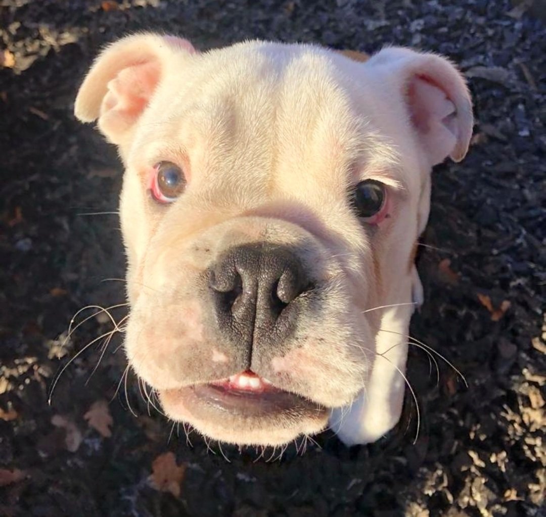 RosieDogDaycare's tweet photo. Who is ready for Santa Paws? 🎅🐾
#rosiesplace #dogdaycare #dogwalking #petservices #gosforth #newcastle #dogs #pups #puppyclub #doggyfriends #socialisation #playtime #bestfriends #furfriends #daycarefun #itsnearlychristmas #santapaws #iscomingtotown #christmas https://t.co/kbb3HjIUqp