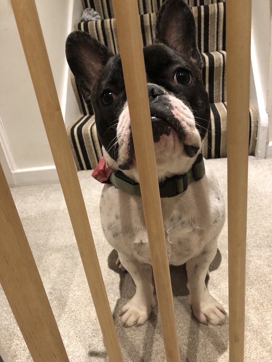 Which one of us is in gaol? the Frenchie would have me believe that it’s me - he’s probably quite right! Follow us on Instagram for more adventures <a href="/lilfordsquire/">Lilford_Squire</a>
