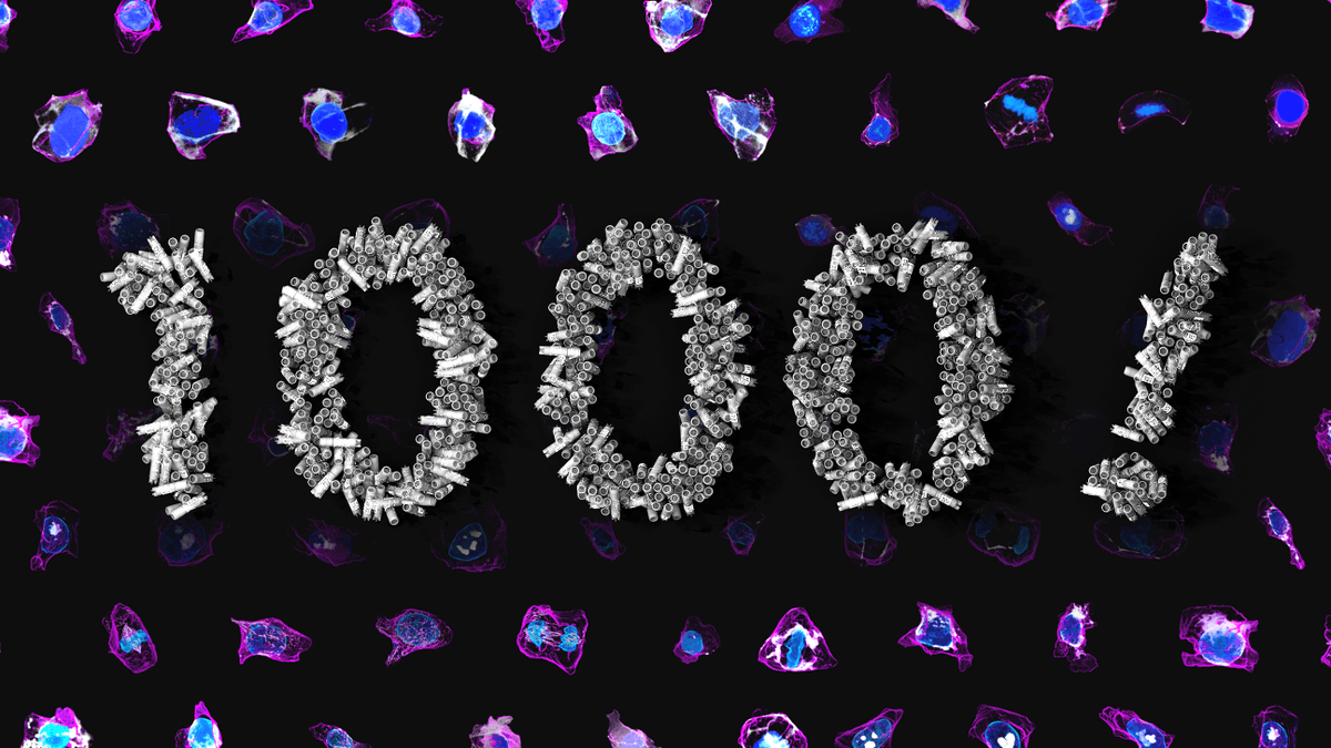AllenInstitute's tweet photo. 🎉 Congrats to our Allen Institute for Cell Science teams for the distribution of 1,000 vials of cells!

#CRISPR gene-edited fluorescently-tagged cell lines from our #AllenCellCollection are publicly available to support research worldwide via https://t.co/uDVTDN0zUE https://t.co/hdPvdAN6uQ
