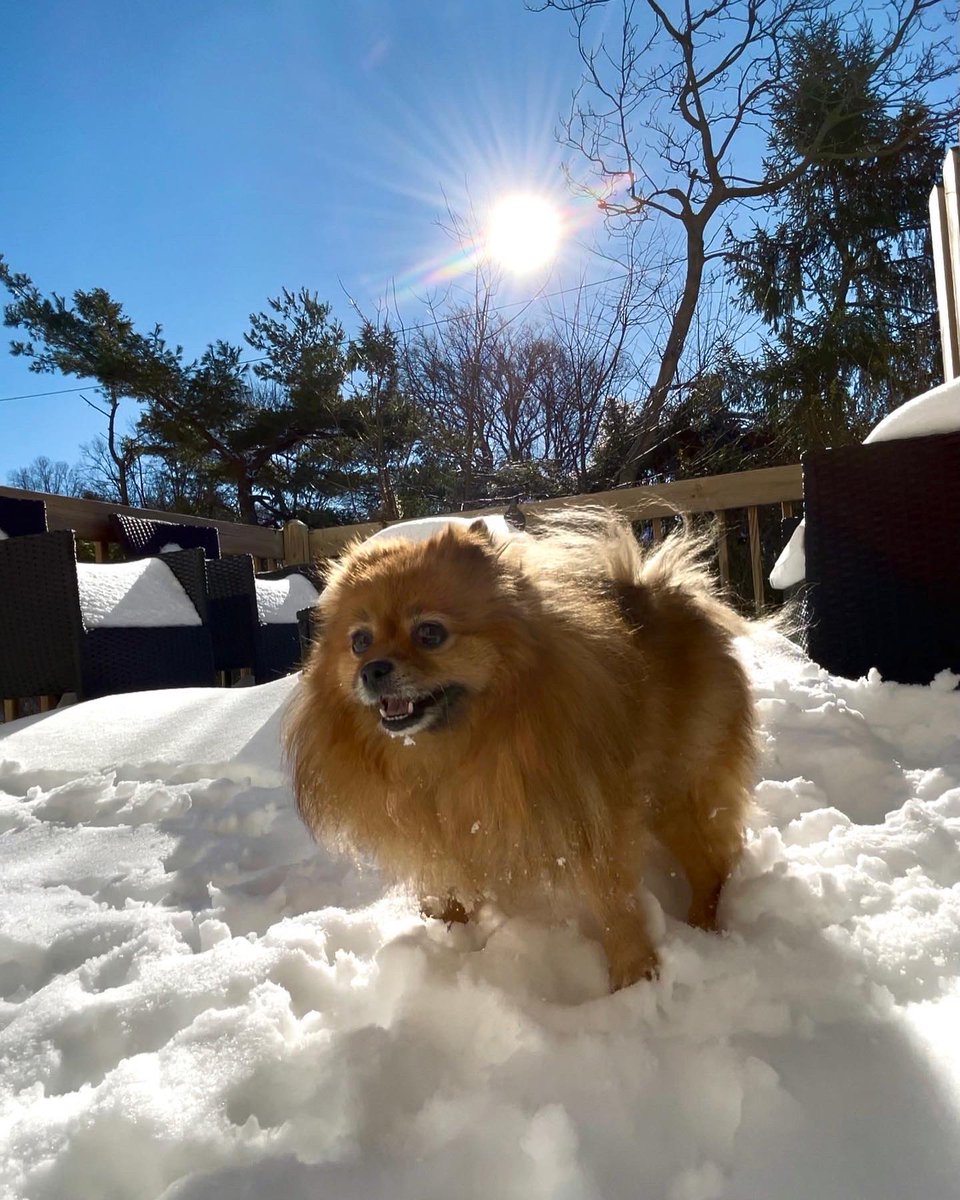 diva_foxxy's tweet photo. Someone is so excited about the sunshine!!
❄️🌞🐕❄️

#SnowStorm2020 #snowday #snowstorm #sunshine #pompom #pomeranian #cutie https://t.co/OuoCoghmgX