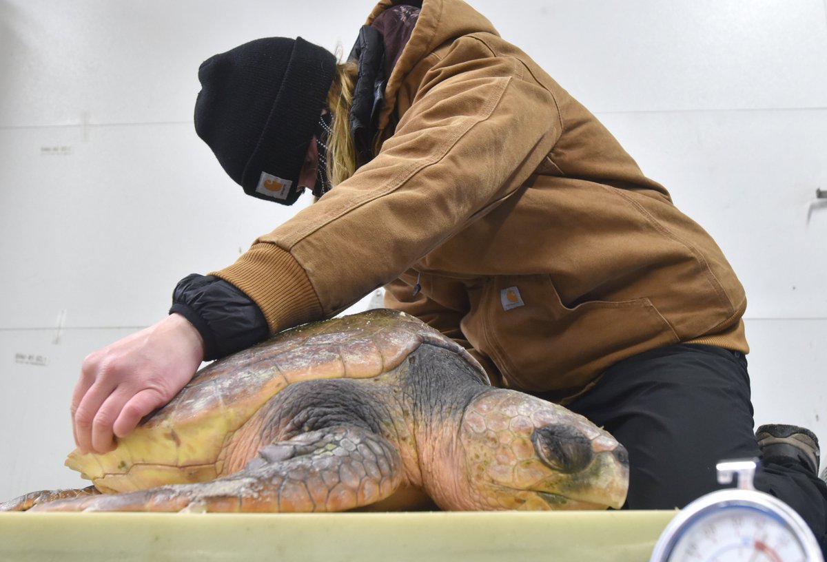 Wellfleet Bay Audubon Sanctuary worker Jess Ciarcia measures  a cold stunned loggerhead turtle during an exam after being recovered about a mile up the beach at Sandy Neck ahead of the incoming tide on Thursday morning. The animal weighed 36 pounds. <a href="/capecodtimes/">Cape Cod Times</a>