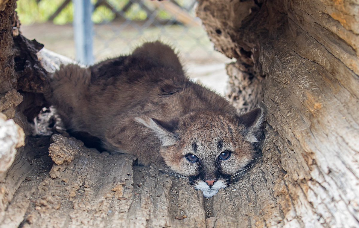 #tbt Elsie the mountain lion shortly after she arrived - she was severely malnourished, her back legs were injured, causing a limp. Even so, she was was a feisty girl, letting everyone know what she thought about these humans.