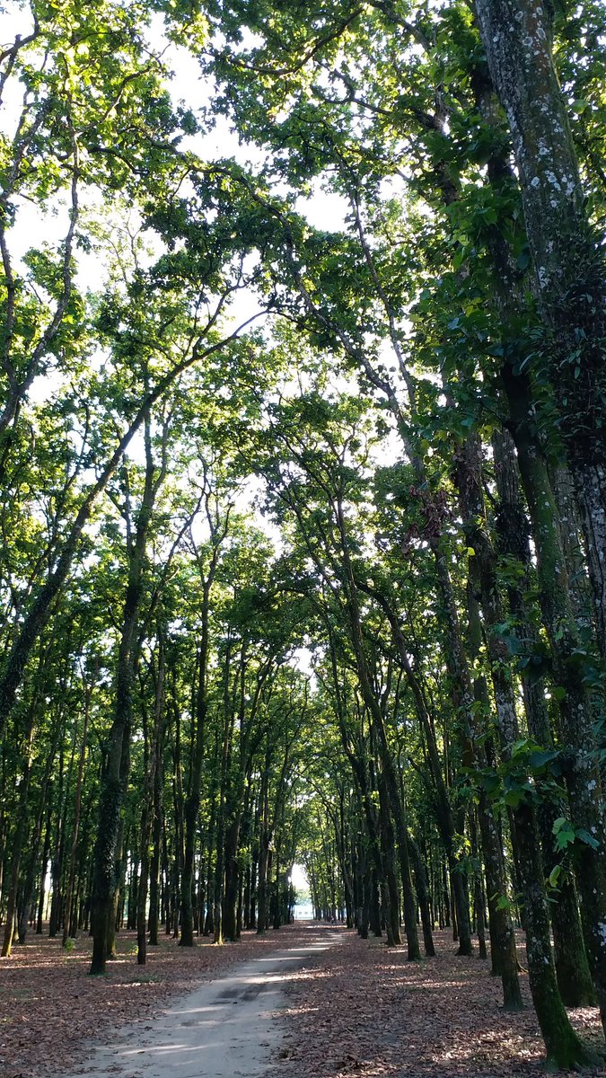 yar_timus's tweet photo. @ParveenKaswan Salbari forest, Cooch Behar, West Bengal, India https://t.co/lhhGZ3yQAm