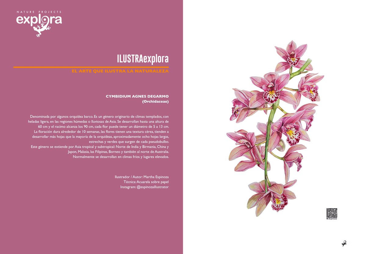 Explora_ABD's tweet photo. #ILUSTRAexplora | EL ARTE QUE ILUSTRA LA NATURALEZA
Ilustraciones publicadas en nuestra edición de cierre de año de revista Explora y que podrán descargar en muy pocos días por https://t.co/mhRJjvej7J.
*** Ilustraciones: Martha Espinoza
#ConoceresConservar https://t.co/7ZNHQQLEvi