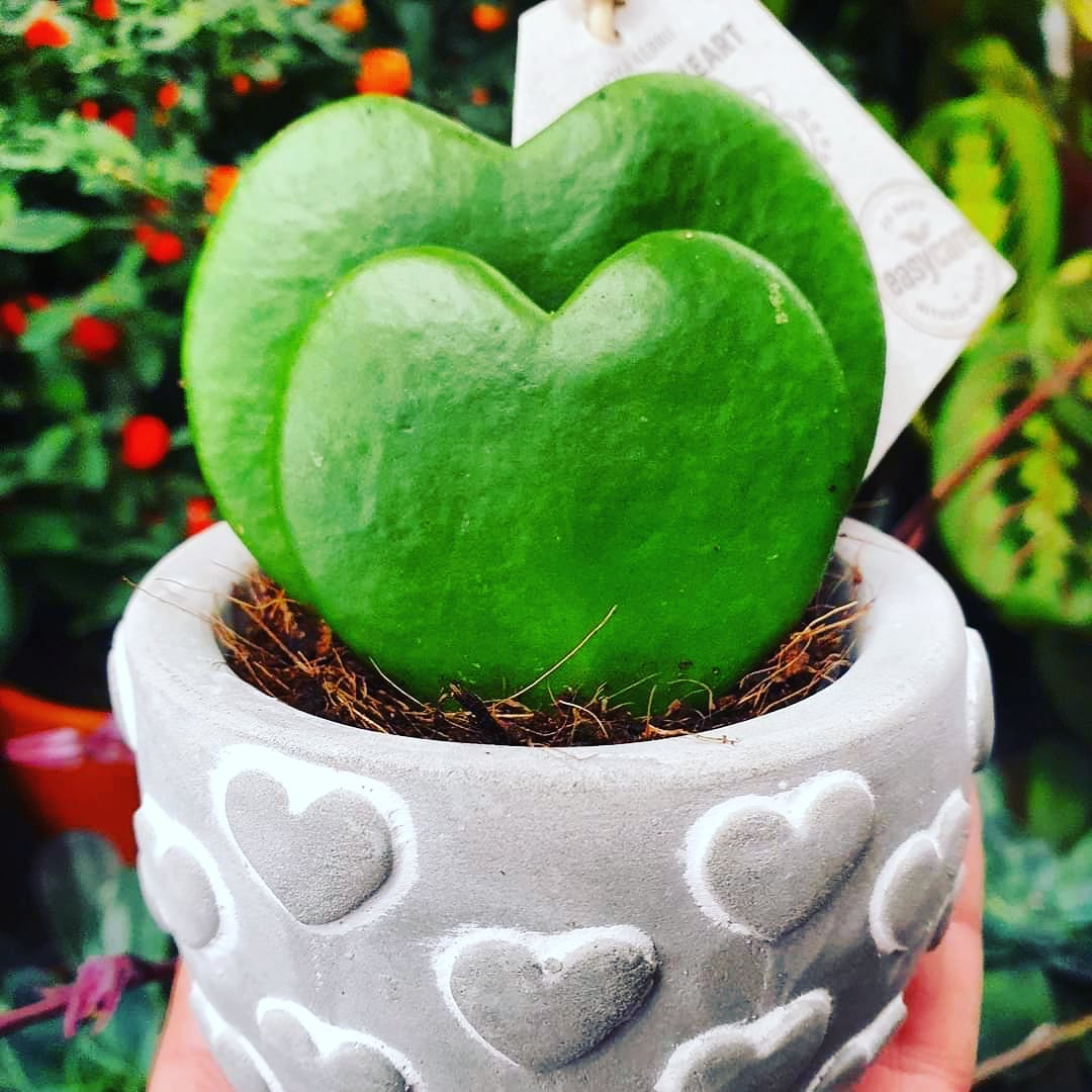 Thorpe Plant Centre tweet media