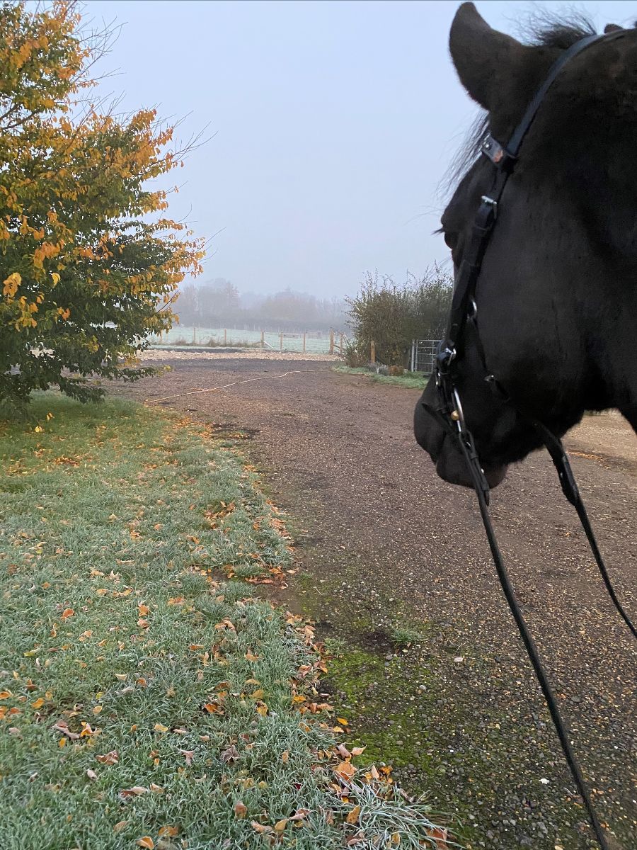 RuthEBamford's tweet photo. Merry Christmas! Looking forward to new training goals - https://t.co/PcVpSvJldU https://t.co/n8Z2haFLlP