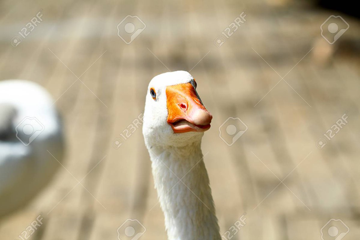 quackity as ducks~ a thread ~{  @Quackity  @quackity4k }