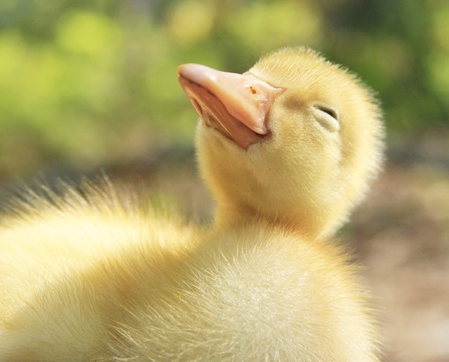 quackity as ducks~ a thread ~{  @Quackity  @quackity4k }