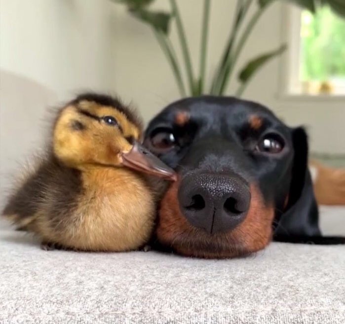 quackity as ducks~ a thread ~{  @Quackity  @quackity4k }