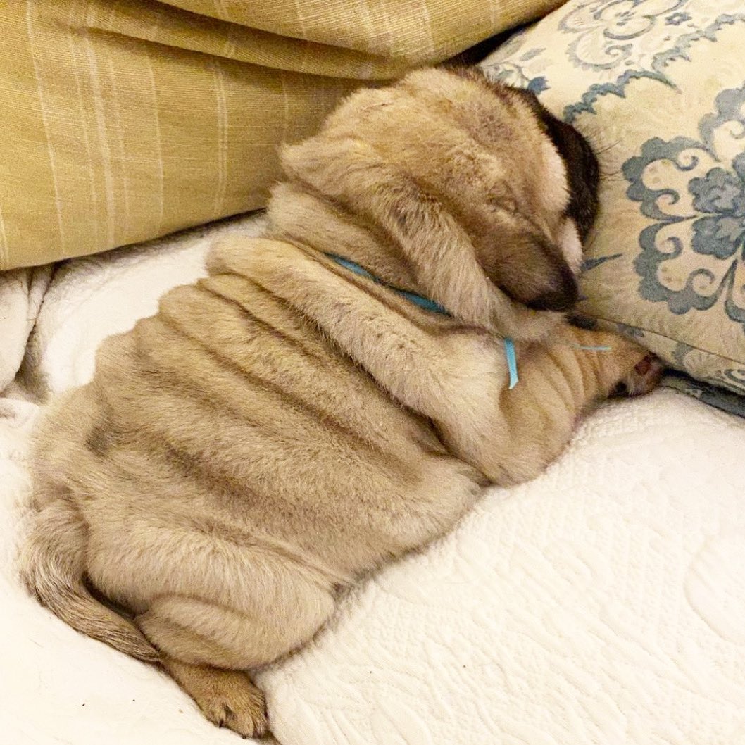 TheTomCoteShow's tweet photo. Little pile of rolls 🥖❤️
follow @pugdashians https://t.co/vkOq4snFVd