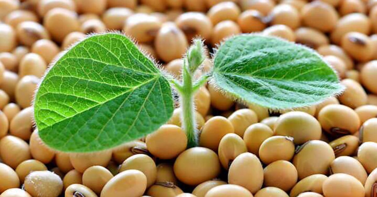 Ale6altrove's tweet photo. #Ipotiroidismo e consumo di #soia: non sono in contrasto 🌱#Salute Leggi qui e condividi  👉 https://t.co/bVNAL2BzAb https://t.co/hBKlRRL1d7