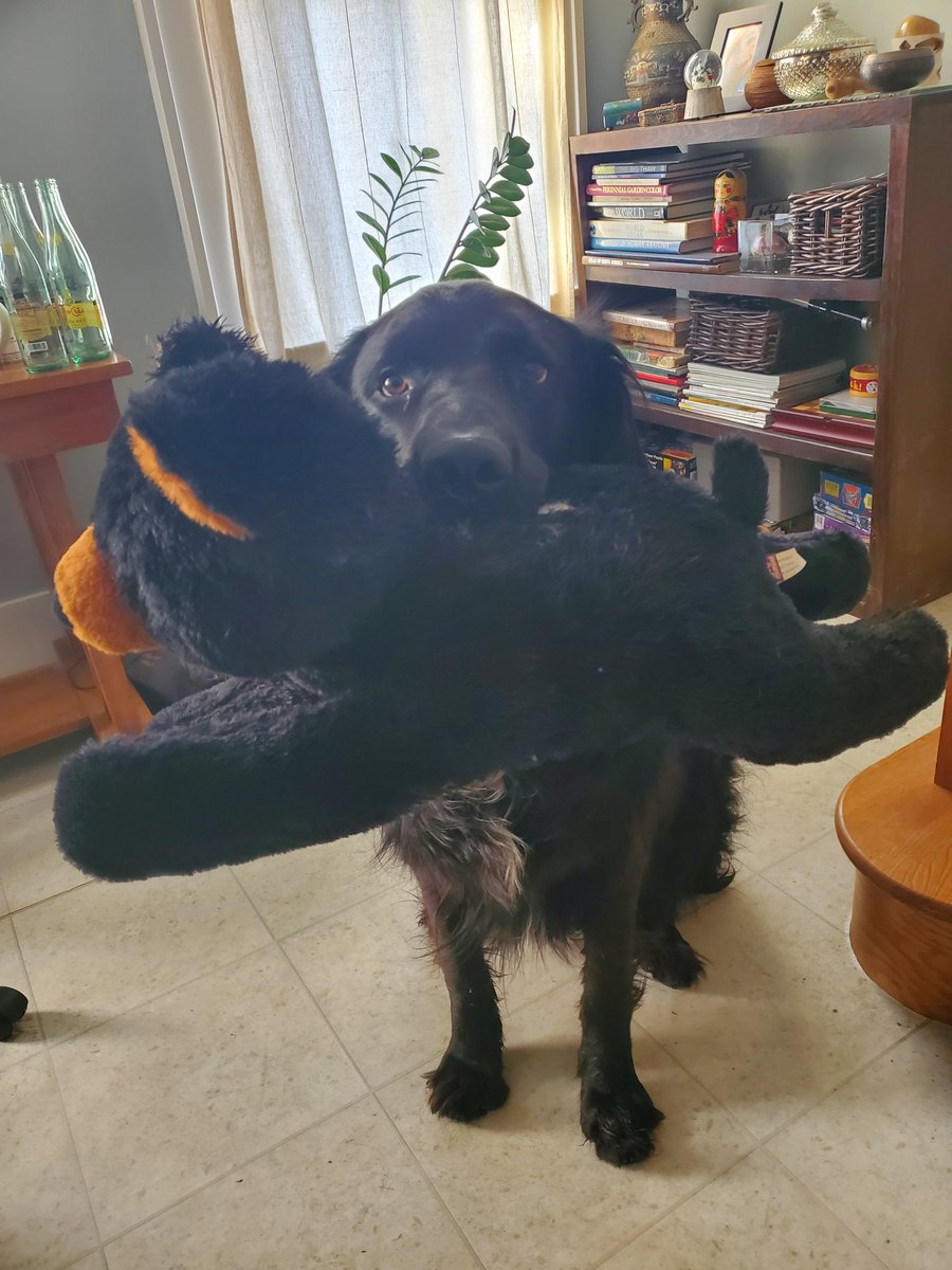 polargriffin's tweet photo. Thanks to all our fantastic panelists!
Mack and his bear are almost as excited as I am to see this panel on COVID19 and early career scientists come together (and, really, this whole session!) #PetsofAGU https://t.co/C9BuVy0ecZ