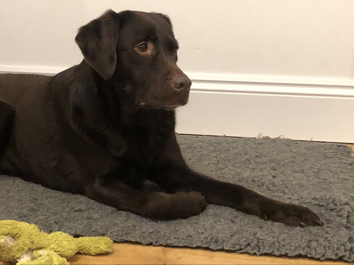 I’ll be honest, the cost of my recent puppy addition to the family was far higher than previous Labradors. Middle Labrador however was paid for by barter - I tutored eldest son of the family  through Economics A level. That puppy was expensive!